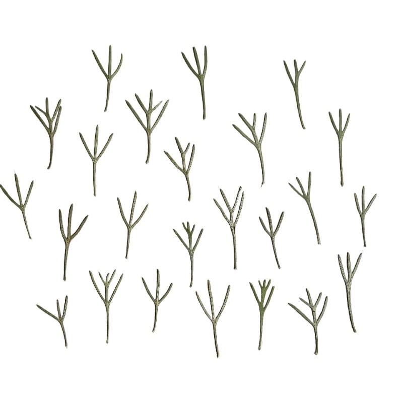 24 pezzi, Foglie di Achillea P - Resin Art Baby recensione e prezzo