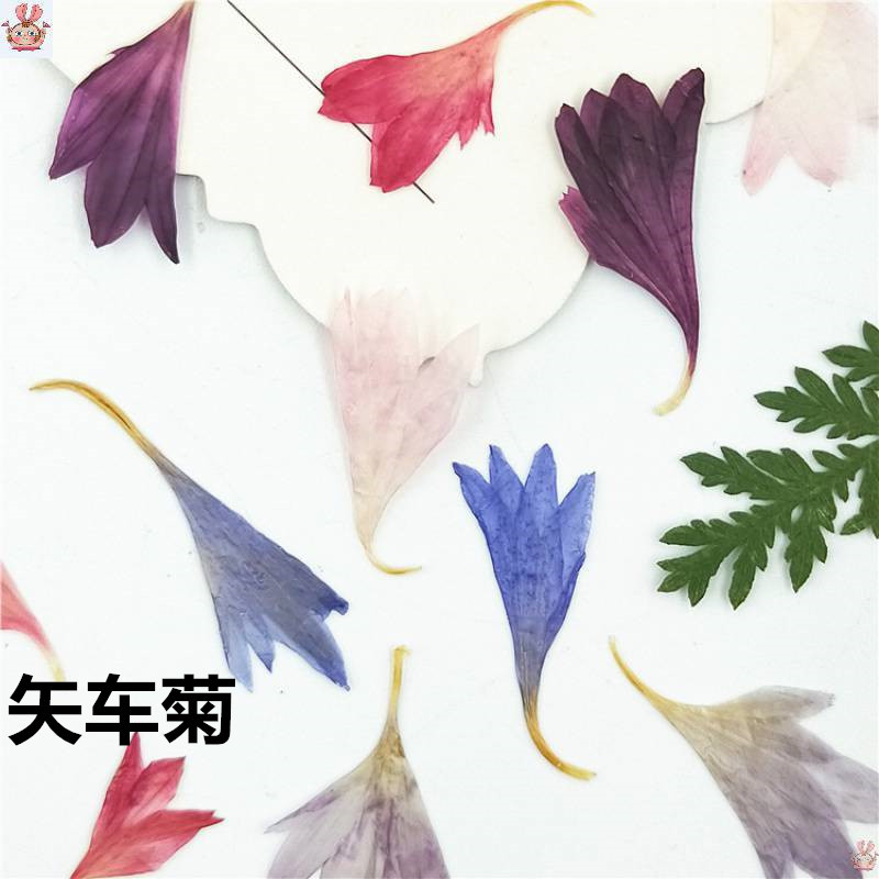 20 Esemplari di Piante, Petali - Resin Art Baby recensione e prezzo