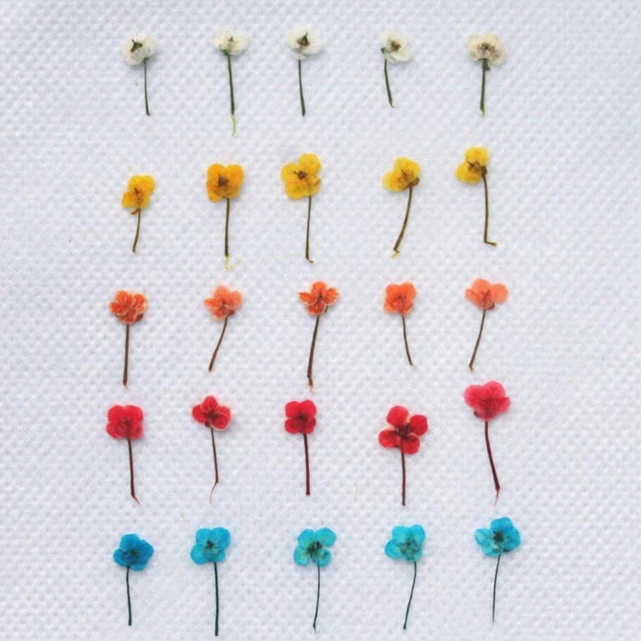 60 pezzi di fiori secchi press - Resin Art Baby recensione e prezzo