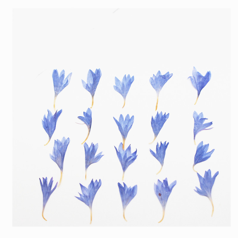 60 pezzi di fiori secchi press - Resin Art Baby recensione e prezzo